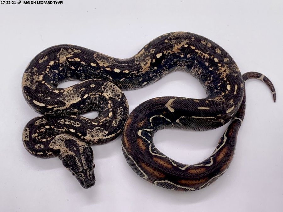 IMG DH LEOPARD T+VPI